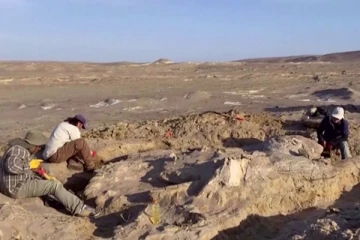 70 லட்சம் ஆண்டுகளுக்கு முன் வாழ்ந்த முதலையின் புதைபடிவம் கண்டுபிடிப்பு!