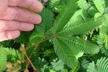 தொட்டாற் சுருங்கி செடி தொட்டவுடன் இலைகள்  ஏன் சுருங்குகின்றது?