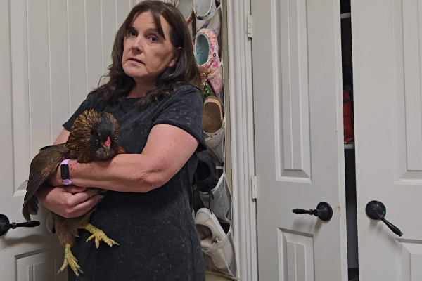 கின்னஸ் சாதனை படைத்த அமெரிக்க கோழி | Guinness World Record Breaking American Hen Pearl