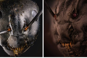 இதுதான் எறும்பின் முகம் என்றால் உங்களால் நம்பமுடிகிறதா? திகில் கிளப்பும் புகைப்படம்