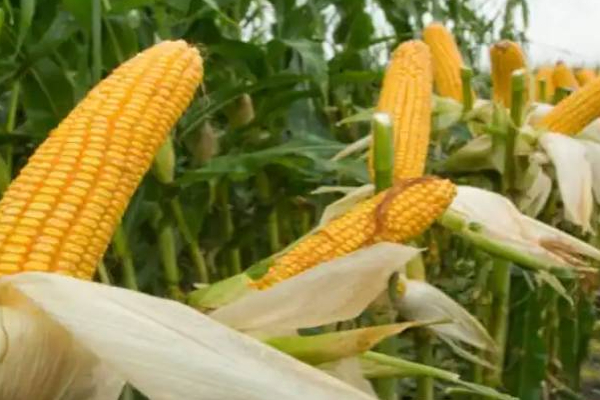 விவசாய அமைச்சு வெளியிட்டுள்ள முக்கிய அறிவிப்பு! | Important Announces By The Ministry Of Agriculture