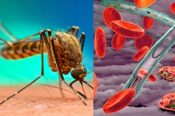 ටැන්සානියාවේ සිට ලංකාවට ආ පුද්ගලයෙකු මැලේරියාවෙන් මියයයි.