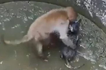 பூனை குட்டியின் உயிரை காப்பாற்ற துடிதுடிக்கும் குரங்கு... இறுதியில் உதவிக்கு வந்த சிறுமி!