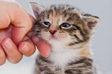 உயிரிழந்த செல்ல பூனை.. 2 நாட்களாக உடலுடன் இருந்த இளம்பெண் - கடைசியில் நேர்ந்த கதி!