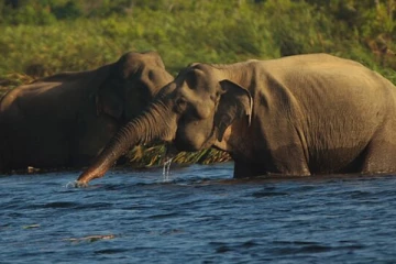 குளத்தில் குளிக்க சென்றவர் யானை தாக்கி உயிரிழப்பு