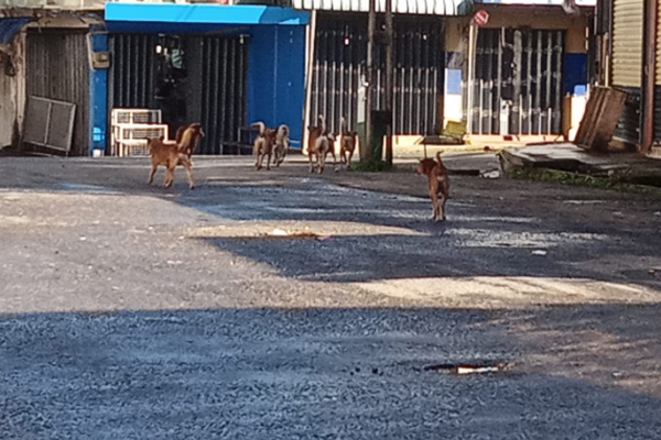 கட்டாக்காலி நாய்களின் தொல்லைகள் அதிகரிப்பு | An Increase In Dog Infestations