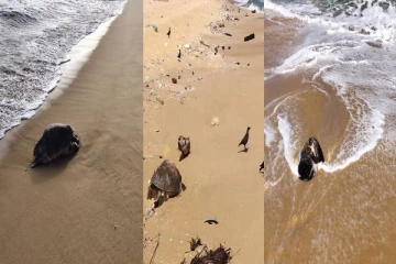 வடமராட்சி கிழக்கு கடற்பரப்பில் இறந்த நிலையில் கரையொதுங்கும் ஆமைகள்