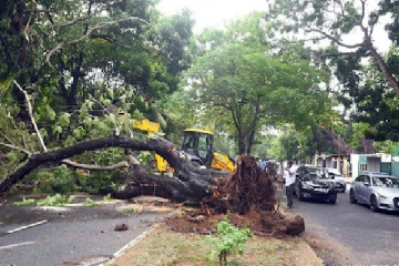 கொழும்பில் 59 மரங்கள் முறிந்து வீழ்ந்தன!