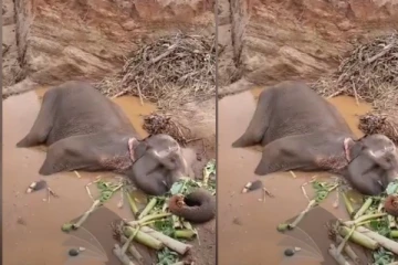 நாளொன்றுக்கு ஒரு யானையாவது இறக்கிறது - ஊடக சந்திப்பில் சமூக ஆர்வலரால் அவிழ்க்கப்பட்ட உண்மைகள்