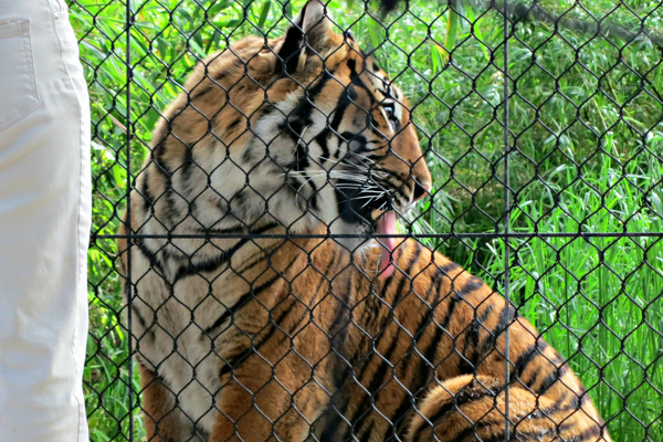 மிருகக்காட்சி சாலை புலி கூட்டிலிருந்து ஆணின் சடலம் மீட்பு | Rescue Of Male Carcass From Zoo Tiger Den Pakistan
