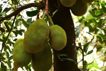 பலாபழத்தில் வழுக்கியதால் உயிரிழந்த சிறுமி