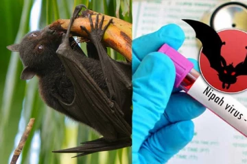 கொரோனா போல் பெரும் அச்சுறுத்தலை ஏற்படுத்தி வரும் நிபா வைரஸ்! இதன் அறிகுறிகள் என்ன? அதிலிருந்து தப்பிப்பது எப்படி ?