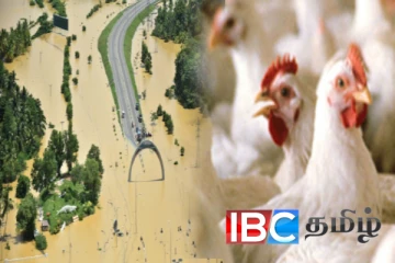 இலங்கையில் ஏற்பட்ட பேரனர்த்தம்: 15 இலட்சம் கோழிகள் பலி