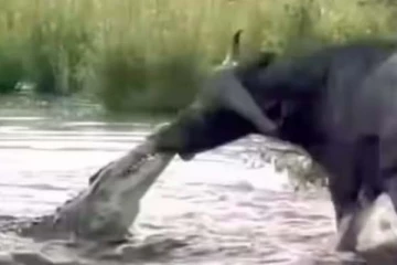 முதலையின் வாயில் மாட்டிக்கொண்ட எருமை.. தப்பித்தது எப்படி தெரியுமா?