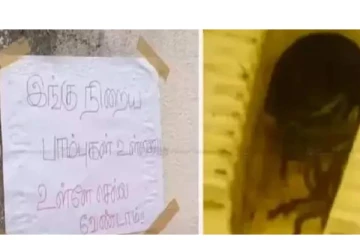 கழிப்பறையில் பாம்புகள்..செய்யாறு கல்லூரியில் அவலம் - வெளியான அதிர்ச்சி வீடியோ!
