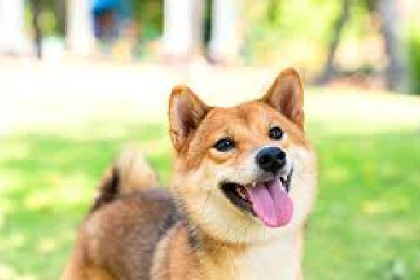 கனடாவில் நாய் வளர்ப்போர் கவனத்திற்கு.... | Reminding Dog Owners To Keep Pets Leashed