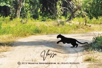 இலங்கையில் கரும்புலி