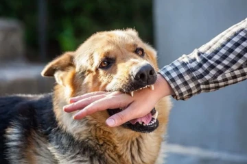 வருடாந்தம் 300,000 நாய்க்கடிகள் பதிவு - பொது சுகாதார கால்நடை சேவை