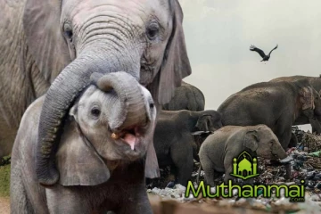 அம்பாறையில் சுத்தம் செய்யப்பட்ட புத்தங்கல குப்பை மலை