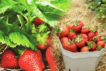 இலங்கையின் முதலாவது ஸ்ட்ரோபெரி பண்ணை நுவரெலியாவில்