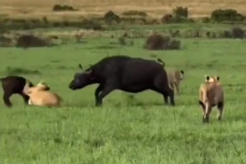 Viral Video: குட்டியை சுற்றி வளைத்த சிங்கங்கள்... பிரமிக்க வைக்கும் தாய் பாசம்