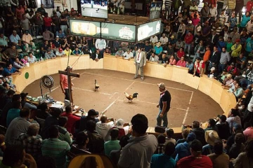 நாடொன்றில்  சேவல் சண்டை யால் 20 பேர் பலி!