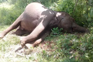 திருகோணமலையில் மர்மமாக உயிரிழந்த யானைகள்