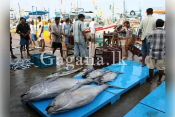 ලෙල්ලමත් එක්ක සෙල්ලම් කරන්න එන්න එපා..එය අනවශ්‍ය ලේ සෙලවීමකට අත වැනීමක්..