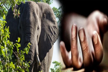 யானை தாக்கி இளைஞர் ஒருவர் பலி
