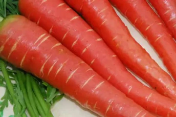 கேரட் சாப்பிட்டால் இவ்வளவு நன்மைகளா! சிறுநீர் கழிக்கையில் ஏற்படும் தொந்தரவையும் சரி செய்யுமே