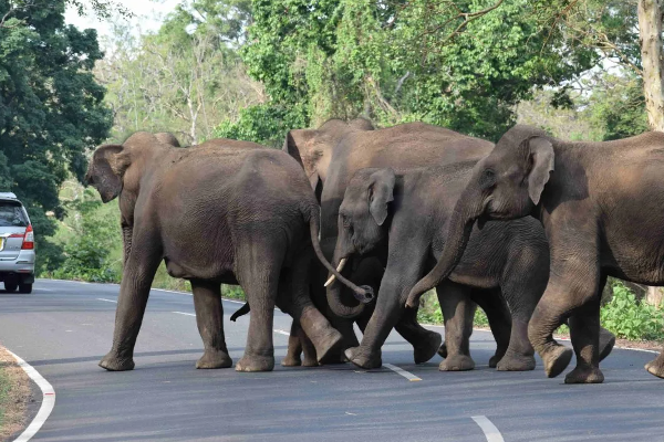 மட்டக்களப்பில் எரிபொருள் வரிசையில் நிறுத்தப்பட்டிருந்த  வாகனங்களுக்கு ஏற்பட்டநிலை! | Vehicles Waiting In Line In Batticaloa