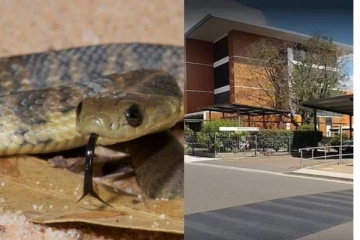 உலகின் மிக கொடிய அதிக விஷம் கக்கும் பாம்பிடம் கடிபட்ட சிறுவன்! பின்னர் நடந்த ஆச்சரியம்