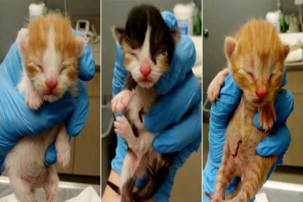 பூனைக்குட்டிகளைத் தத்தெடுத்தால் இலவச விமானப் பயணம்! | Free Flights For Kitten Adopters Us Airlines Offer