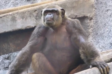 லாக்டவுனில் மலர்ந்த காதல் .. 20 வருடங்களுக்கு பிறகு அம்மாவான வண்டலூர் மனித குரங்கு கவுரி