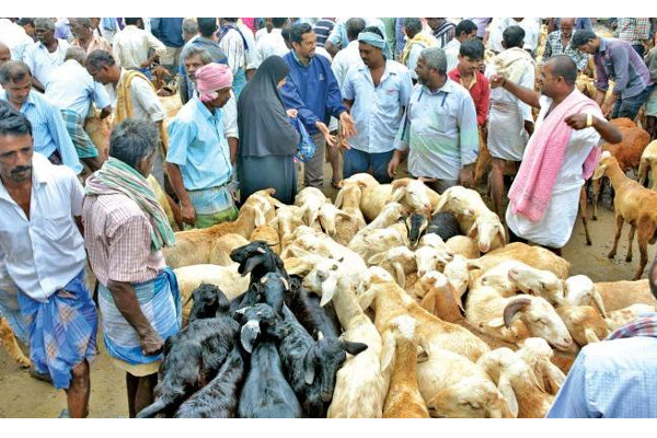 வரும் ரம்ஜான் பண்டிகை - கிருஷ்ணகிரியில் ரூ.10 கோடிக்கு ஆடுகள் விற்பனை - விவசாயிகள் மகிழ்ச்சி - தமிழ்நாடு