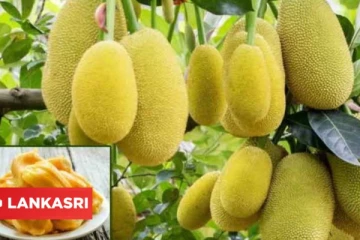 பலரும் விரும்பி சாப்பிடும் இந்த பழத்தில் உள்ள தீமைகள் குறித்து தெரியுமா? கட்டாயம் தெரிஞ்சிகோங்க