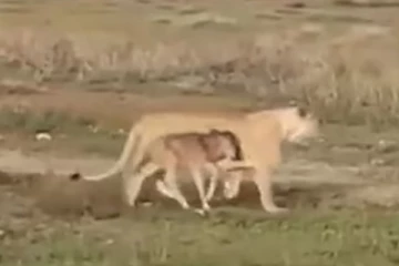 தப்பி வந்த கன்றுக்குட்டியை தாயிடம் சேர்த்த பாசமிகு பெண் சிங்கம்: நெகிழவைத்த ஒரு அரிய சம்பவம்