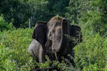 மின்சாரம் தாக்கி உயிரிழந்த யானை: வீட்டுத்தோட்ட உரிமையாளருக்கு நேர்ந்த கதி!