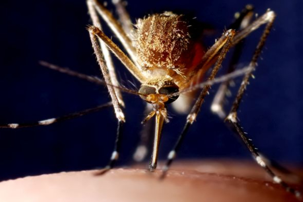 டெங்கு ஒழிப்புக்கான இலகுப்படுத்தப்பட்ட ஆரம்ப செயல்திட்டம் அறிமுகம் | Initial Action Plan For Dengue Eradication டெங்கு ஒழிப்புக்கான இலகுப்படுத்தப்பட்ட ஆரம்ப செயல்திட்டம் அறிமுகம் | Initial Action Plan For Dengue Eradication