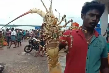 வலையில் சிக்கிய அரிய வகை மணி சிங்கி இறால்: பத்தாயிரம் ரூபாய்க்கு விற்பனை