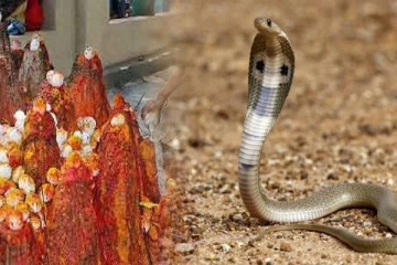 உங்க வீட்டிற்கு இந்த நாளில் பாம்பு வந்து இருக்கா?