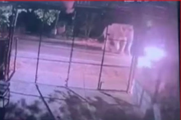 வேனில் பயணித்தவர்களுக்கு அதிர்ச்சி கொடுத்த காட்டு யானை ; பலர் படுகாயம்