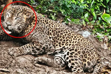 வனவிலங்குகளுக்காக வைக்கப்பட்டிருந்த பொறியில் சிக்கிய சிறுத்தை