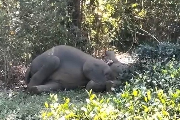 valparai-baby-sleeping-elephant-viral-video valparai-baby-sleeping-elephant-viral-video