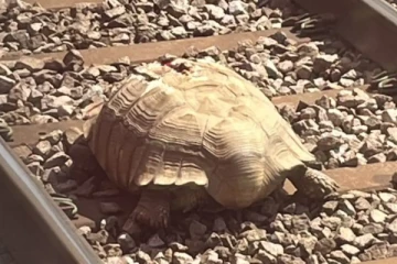 தண்டவாளத்தில் சிக்கிய ராட்சத ஆமையால் ரயில் போக்குவரத்து பாதிப்பு!