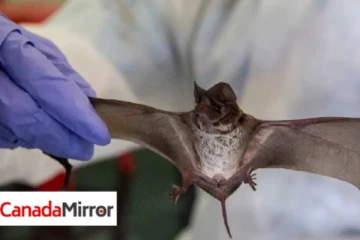 மனிதருக்கு கொரோனா பரவியது இப்படித்தான்; WHO தகவல்