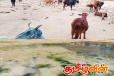 சுகாதார சீர்கேட்டுடன் இயங்கி வரும் தருமபுர சந்தை