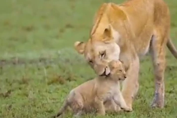 தாய் பாசத்தை மிஞ்ச முடியுமா? கற்று கொடுக்கும் சிங்கம்.... தைரியமாக திரியும் குட்டிகள்!