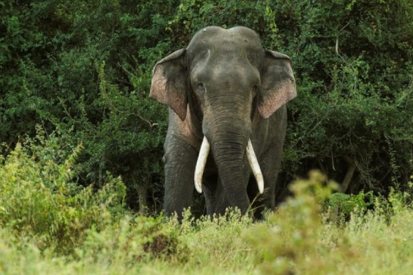 சிகிரியாவுக்கு சுற்றுலா சென்ற வெளிநாட்டவருக்கு நேர்ந்த கதி! | Tourist Killed In Elephant Attack