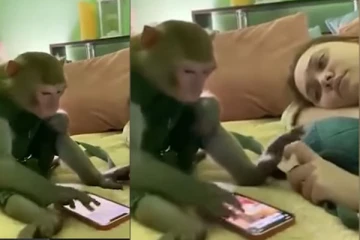 reelsக்குள் மூழ்கிப்போன குரங்கு: தீயாய் பரவும் வீடியோ காட்சி!